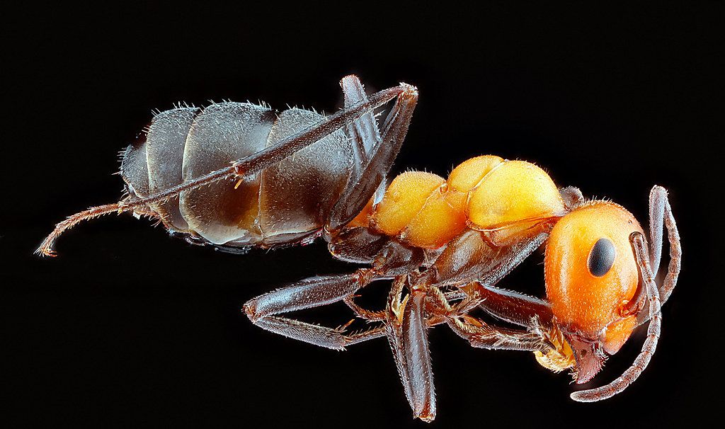 Ant Control service in Savannah, GA