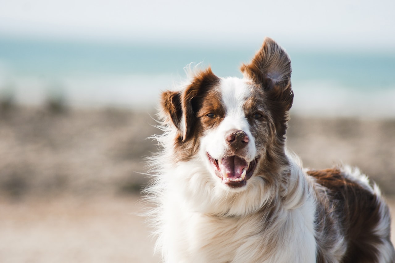 Flea & Tick Control service in Savannah, GA