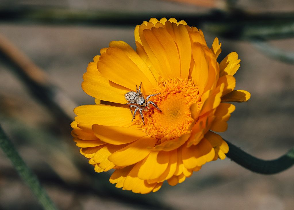 Spider Control service in Savannah, GA